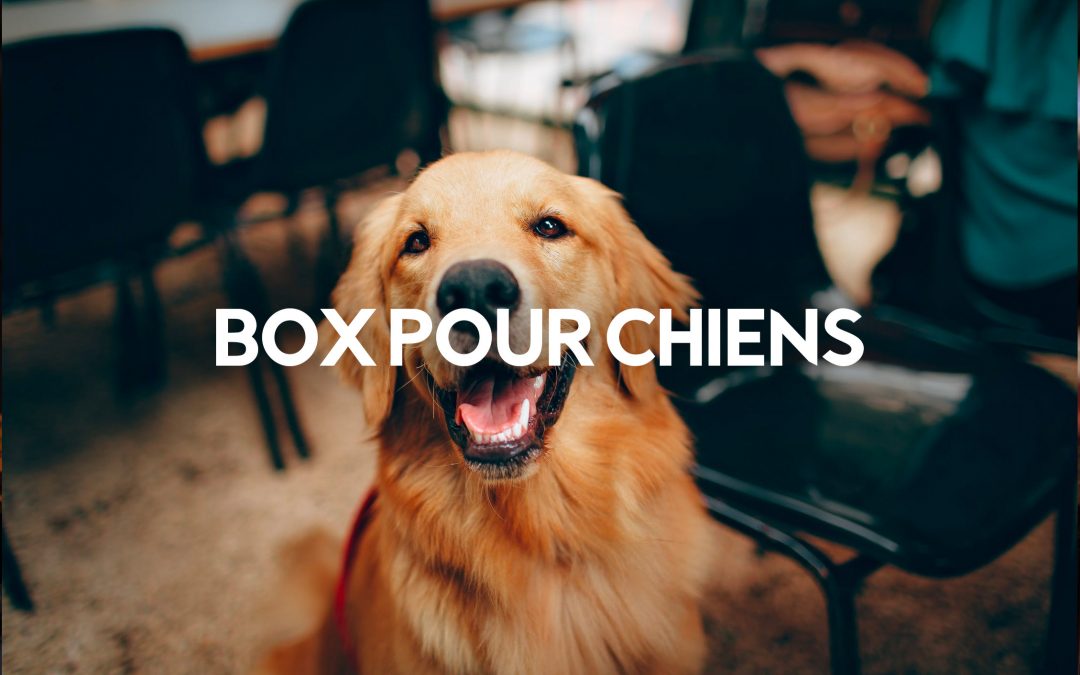 box pour chiens